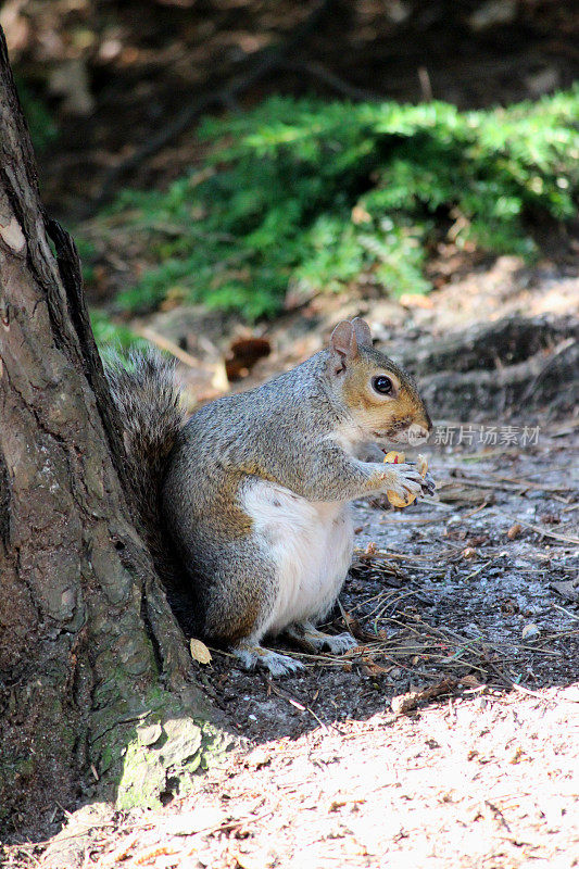 灰松鼠吃坚果的图片，林地地板，Sciurus carolinensis